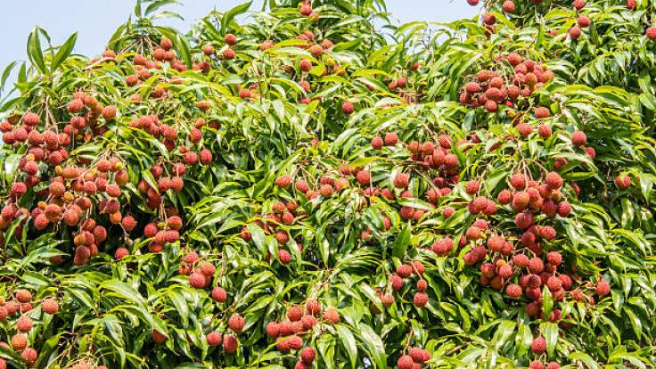 लीची उत्पादन में झारखंड देगा बिहार को टक्कर, 14 जिलों के 336 गांव खेती के लिए चिन्हित