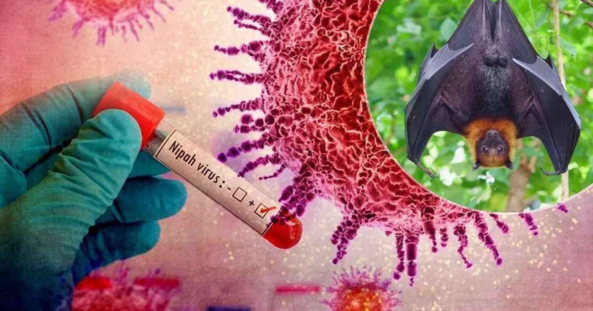 मौत के वायरस की वापसी! निपाह के दो केस से हिली व्यवस्था, झारखंड हाई अलर्ट पर