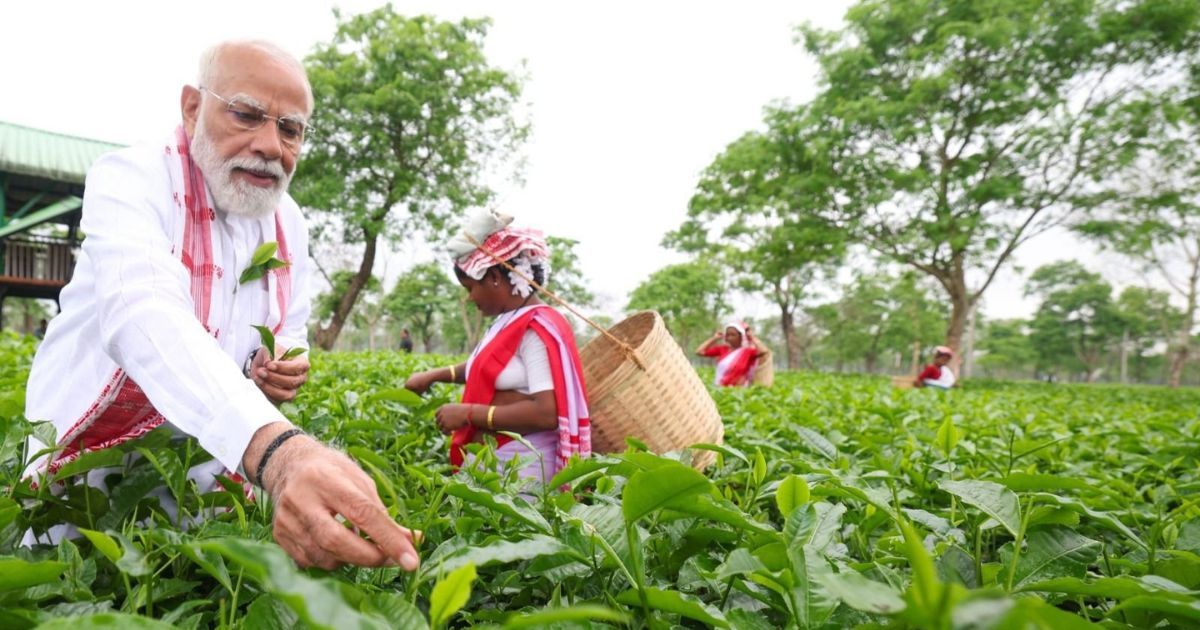 चाय पत्तियां तोड़ीं, सेल्फी खिंचवाई! असम के चाय बागान में पीएम मोदी का अनोखा अंदाज, महिलाओं संग यादगार पल