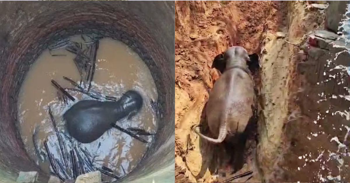 कुएं में गिरा जंगली हाथी, घंटों की मशक्कत के बाद सुरक्षित रेस्क्यू